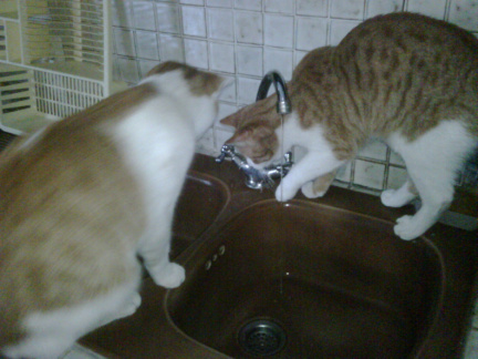 Cats drinking tap water