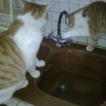 Thirsty cats